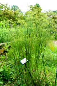 Foeniculum vulgare - Urban Greening Botanical Garden - Kiba Park - Koto, Tokyo, Japan - DSC05330