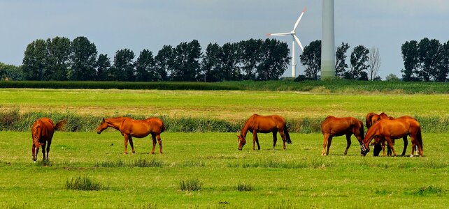 Pasture green cute photo