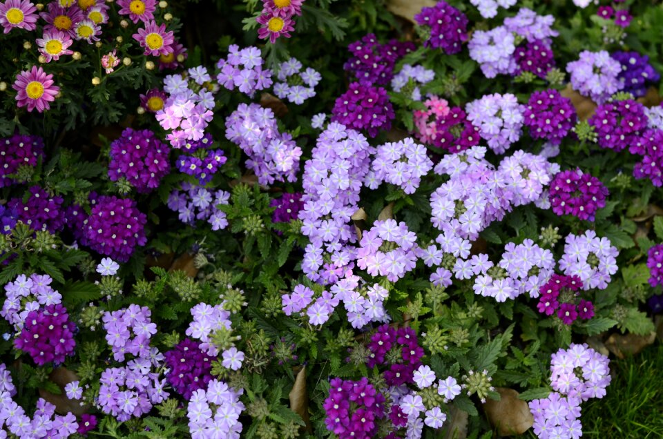 Flower plant flowers