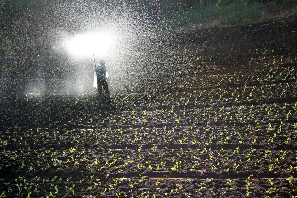 Fertilizer field workers bauer