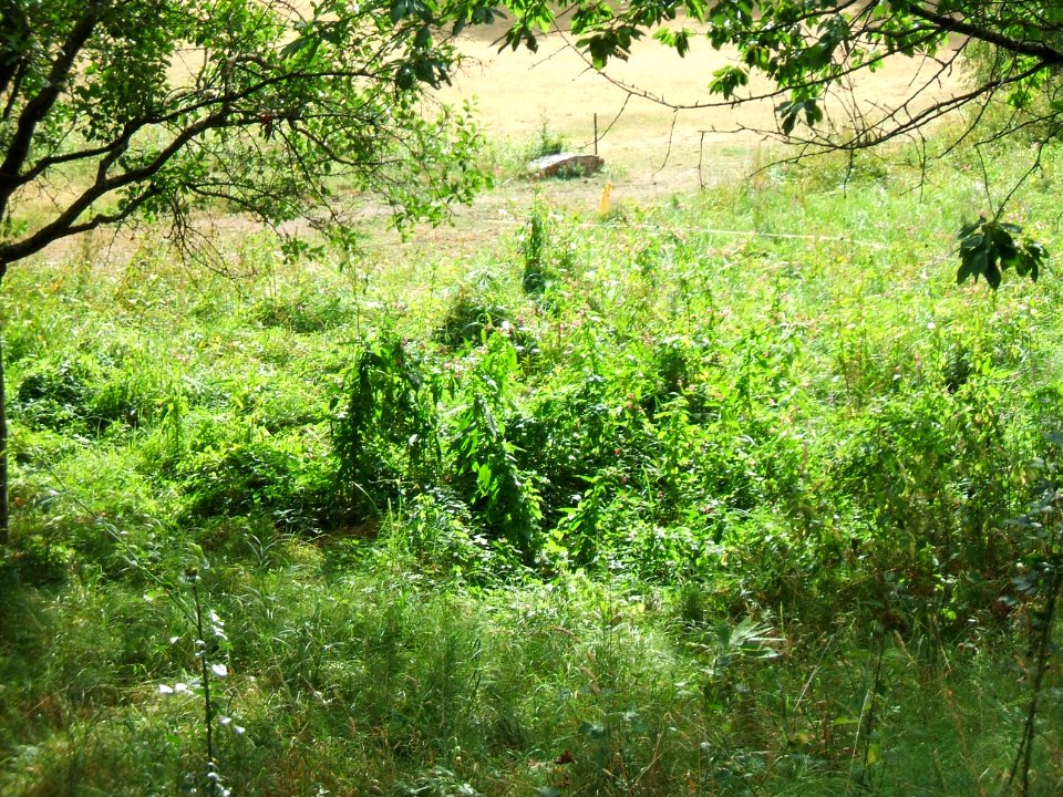 Forbach Quellgebiet anderer Bach Hilbertsbronn mit Brücke