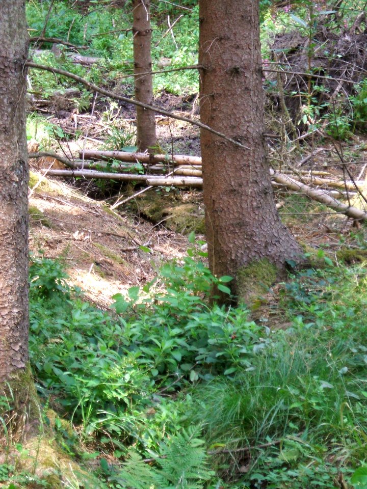 Forbach trocken gefallener Graben