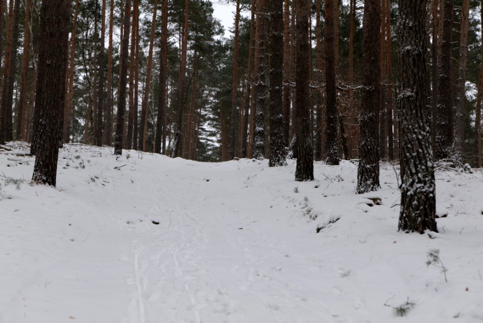 Forest around Wietkiekenberg Ferch with snow 2021-02-07 40