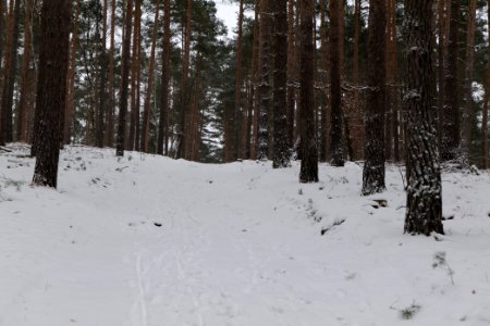 Forest around Wietkiekenberg Ferch with snow 2021-02-07 40