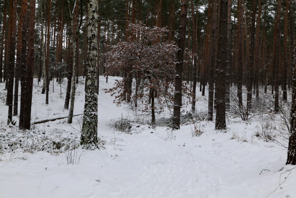 Forest around Wietkiekenberg Ferch with snow 2021-02-07 37