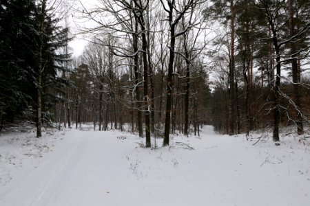 Forest around Wietkiekenberg Ferch with snow 2021-02-07 65