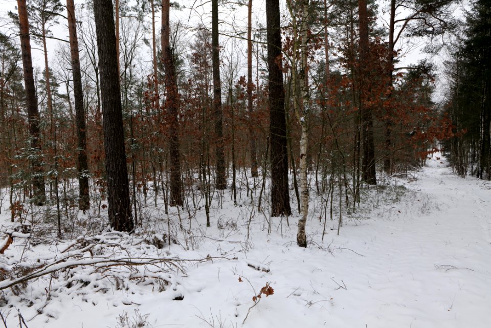 Forest around Wietkiekenberg Ferch with snow 2021-02-07 63