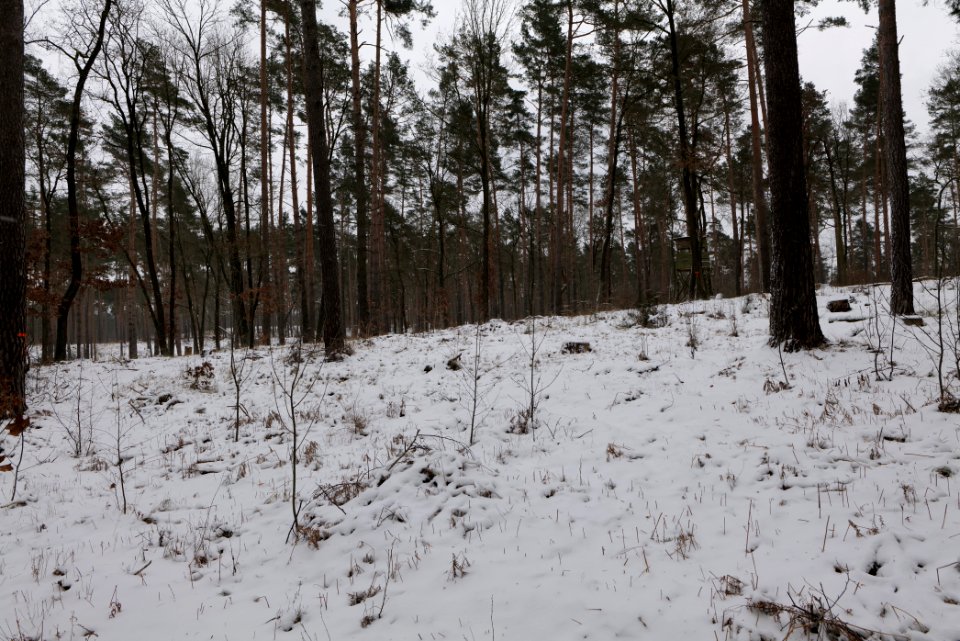 Forest around Wietkiekenberg Ferch with snow 2021-02-07 51