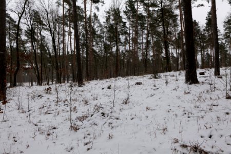 Forest around Wietkiekenberg Ferch with snow 2021-02-07 51