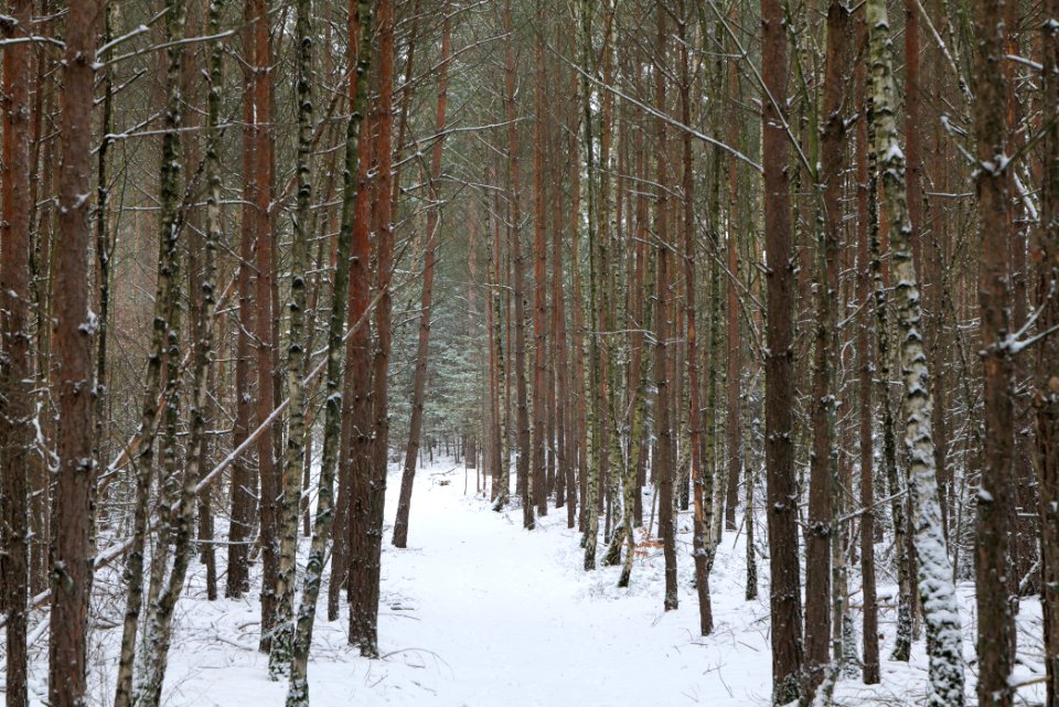 Forest around Wietkiekenberg Ferch with snow 2021-02-07 69