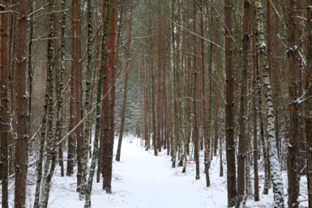 Forest around Wietkiekenberg Ferch with snow 2021-02-07 69