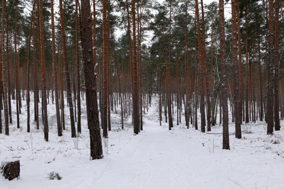 Forest around Wietkiekenberg Ferch with snow 2021-02-07 41