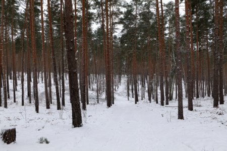 Forest around Wietkiekenberg Ferch with snow 2021-02-07 41