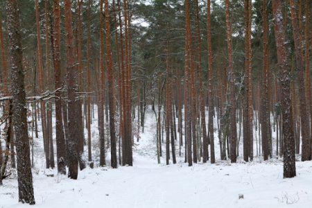 Forest around Wietkiekenberg Ferch with snow 2021-02-07 44