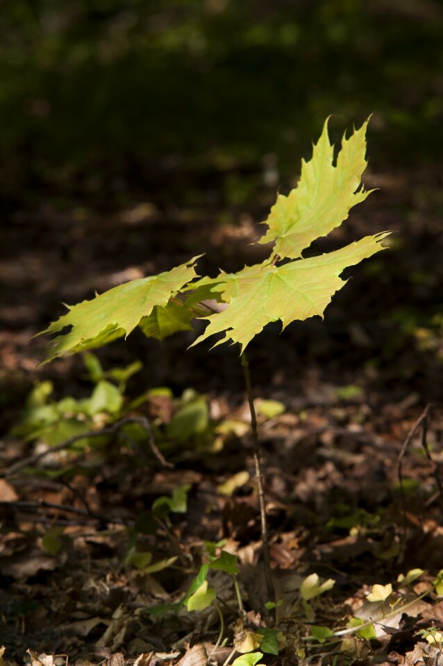 Button tree seedling