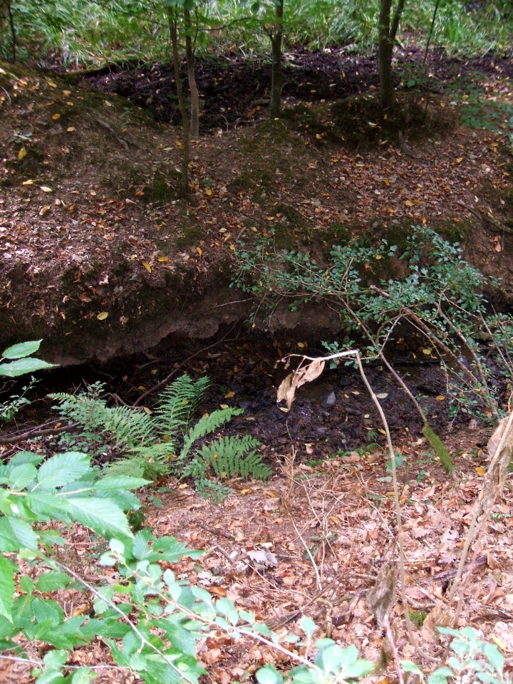 Forbach Steine im Schlamm