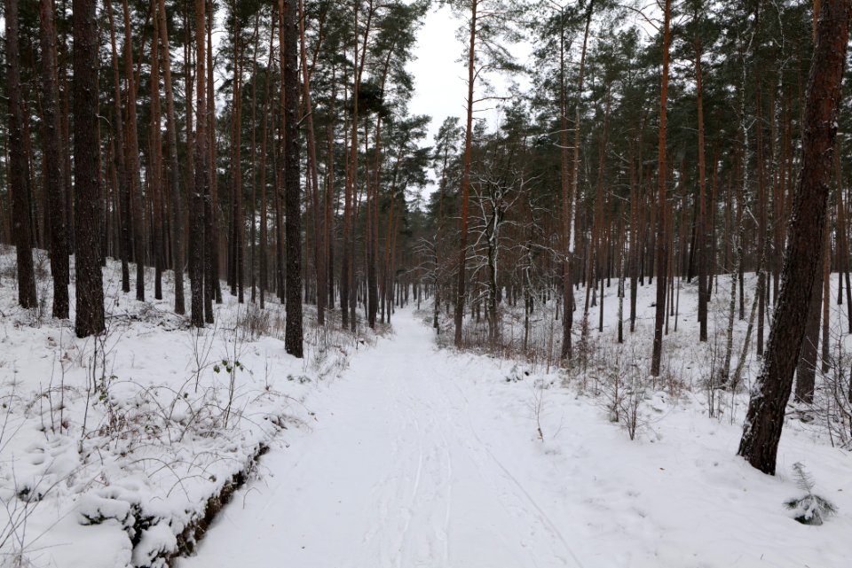 Forest around Wietkiekenberg Ferch with snow 2021-02-07 34