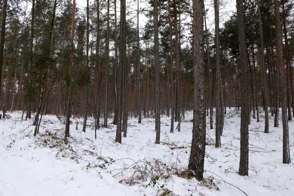 Forest around Wietkiekenberg Ferch with snow 2021-02-07 50