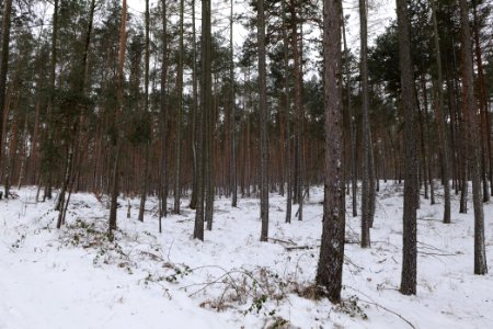 Forest around Wietkiekenberg Ferch with snow 2021-02-07 50