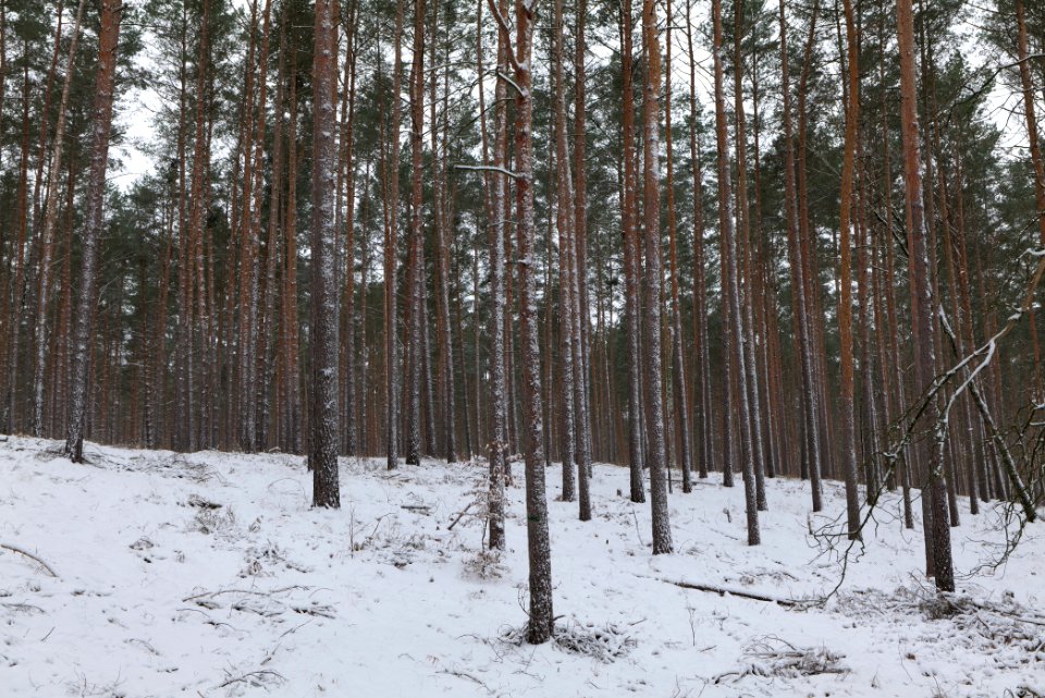 Forest around Wietkiekenberg Ferch with snow 2021-02-07 33