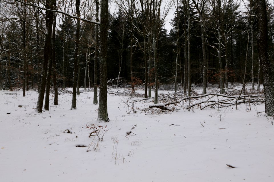 Forest around Wietkiekenberg Ferch with snow 2021-02-07 66