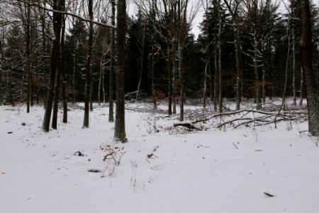 Forest around Wietkiekenberg Ferch with snow 2021-02-07 66