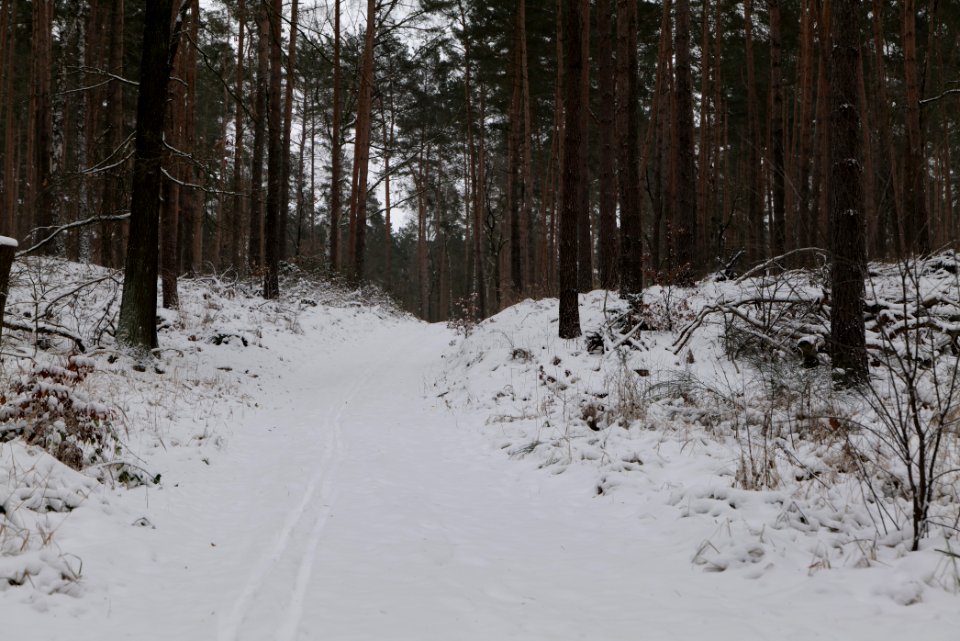Forest around Wietkiekenberg Ferch with snow 2021-02-07 35