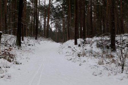 Forest around Wietkiekenberg Ferch with snow 2021-02-07 35
