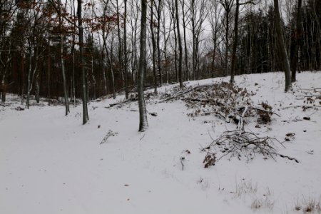 Forest around Wietkiekenberg Ferch with snow 2021-02-07 58