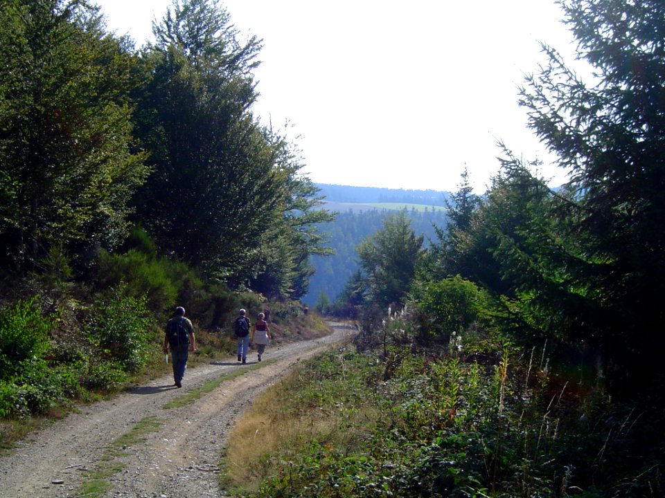 Forêt de Mercoire