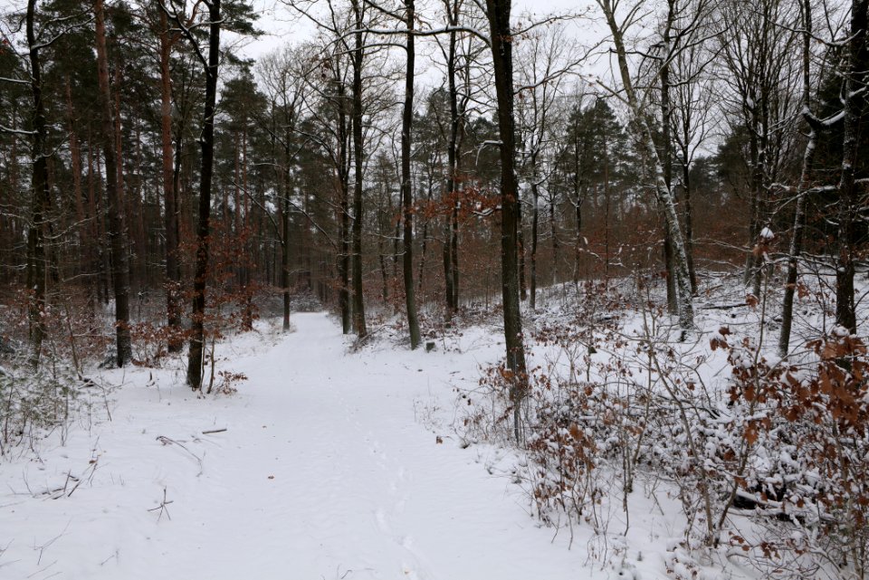 Forest around Wietkiekenberg Ferch with snow 2021-02-07 64