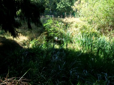 Forbach Einlauf Teich an Quelle
