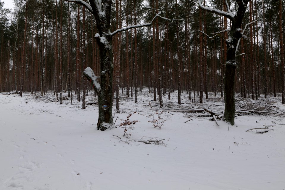 Forest around Wietkiekenberg Ferch with snow 2021-02-07 48