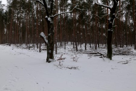Forest around Wietkiekenberg Ferch with snow 2021-02-07 48