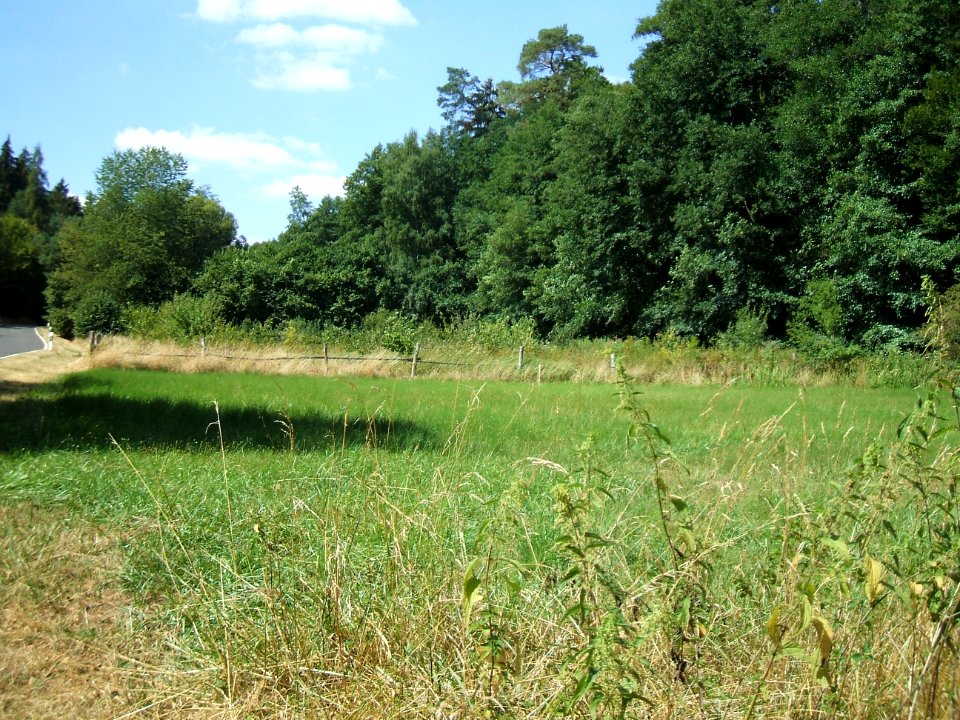 Forbach ehemaliger Fischteich 2