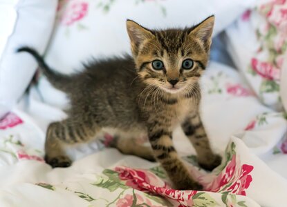 Foster cute fur