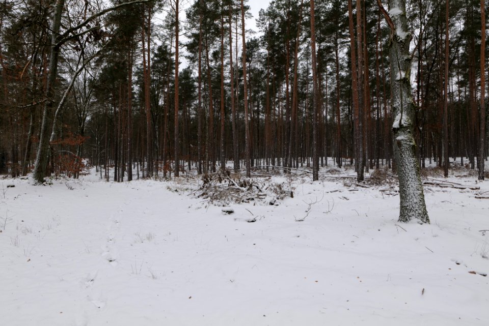 Forest around Wietkiekenberg Ferch with snow 2021-02-07 56