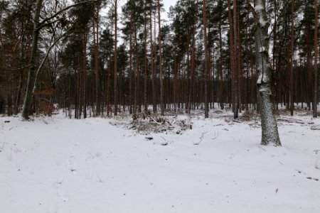 Forest around Wietkiekenberg Ferch with snow 2021-02-07 56