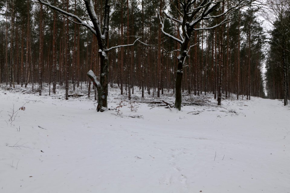 Forest around Wietkiekenberg Ferch with snow 2021-02-07 49