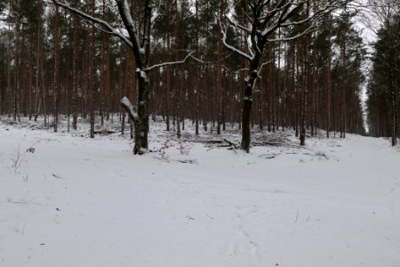 Forest around Wietkiekenberg Ferch with snow 2021-02-07 49