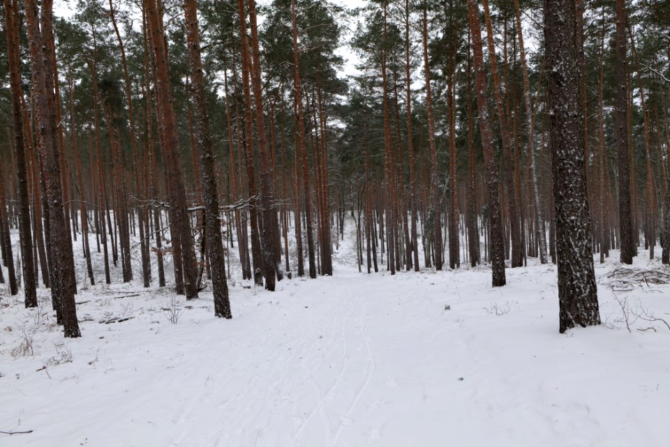 Forest around Wietkiekenberg Ferch with snow 2021-02-07 43
