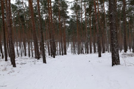 Forest around Wietkiekenberg Ferch with snow 2021-02-07 43