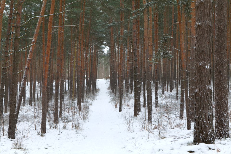 Forest around Wietkiekenberg Ferch with snow 2021-02-07 45