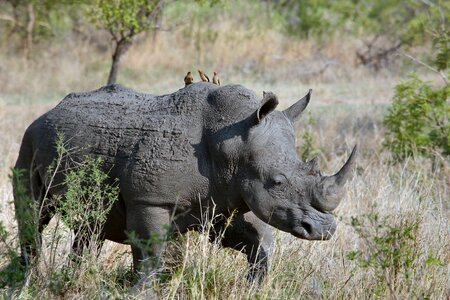 Rhinoceros savanna wildlife