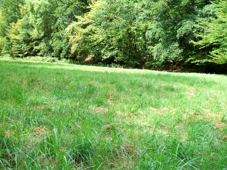 Forbach am Waldrand an Waldwiese mit Herbstzeitlosen