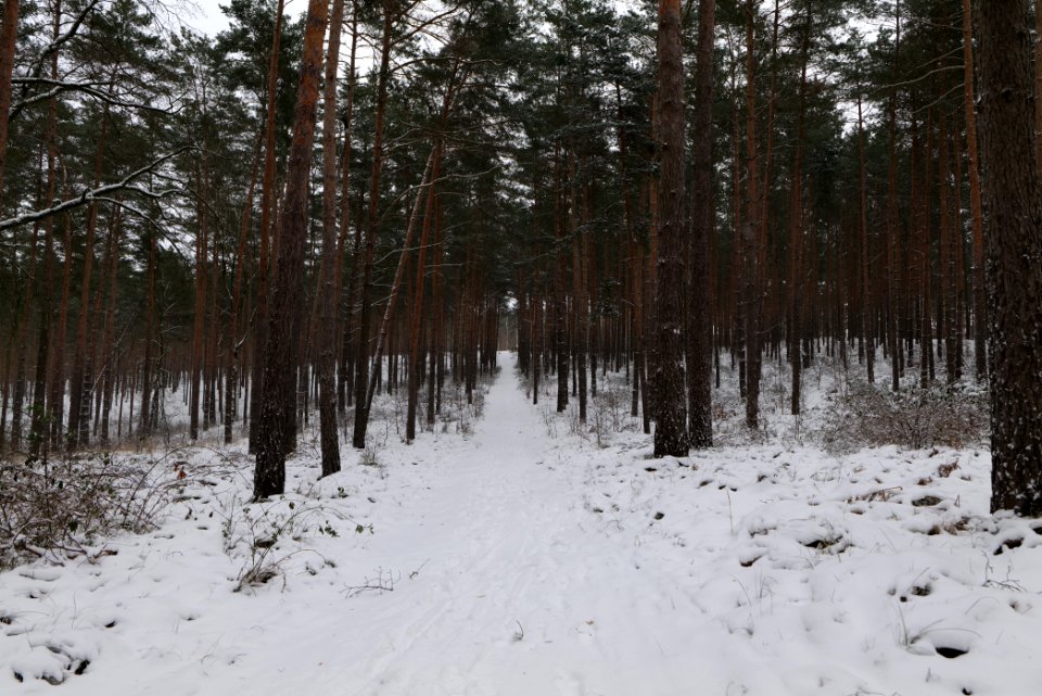 Forest around Wietkiekenberg Ferch with snow 2021-02-07 46