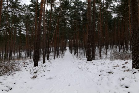 Forest around Wietkiekenberg Ferch with snow 2021-02-07 46