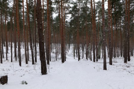 Forest around Wietkiekenberg Ferch with snow 2021-02-07 42