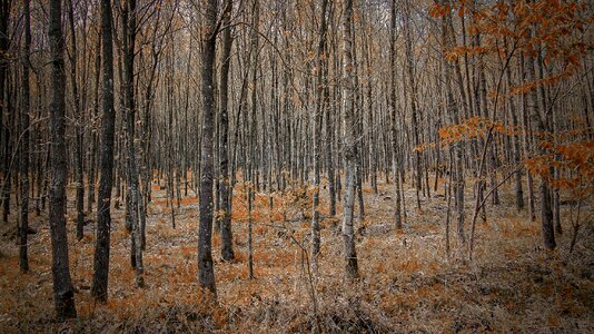 Landscape branch branches forest path