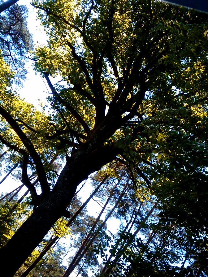 Forêt fontainebleau chêne remarquable 01